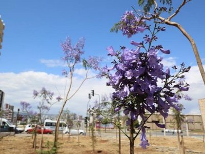 2 BİN 473 ADET JACARANDA AĞACI TOPRAKLA BULUŞTU