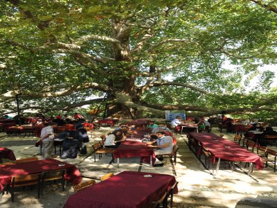 600 yıllık tarihi İnkaya Çınarı ödül getirdi