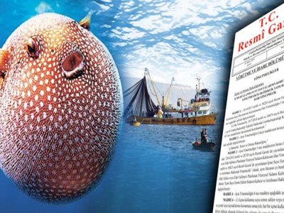 BALON BALIĞINDA AVLANMA YASAĞI KALDIRILDI
