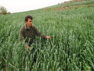 Başağa duran buğdaylar yağmur suyu bekliyor
