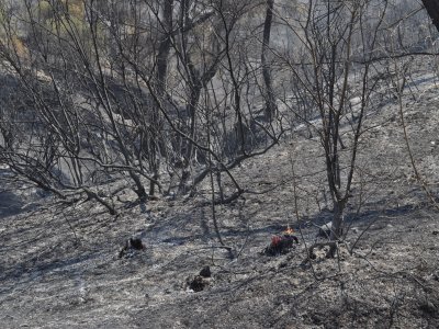 Bin hektarlık alanda etkili olan yangın kısmen kontrol altına alındı