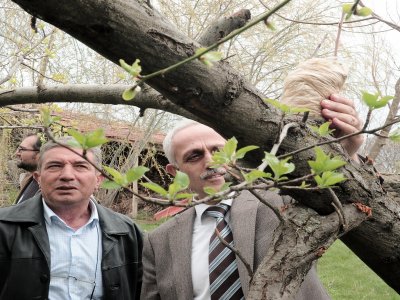 Çiftçiler, aşıladıkları meyve ağaçlarından daha kaliteli ürün elde ediyor