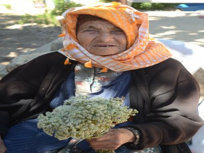 Denizli dünya kekik üretiminin yüzde 85'ini yapıyor