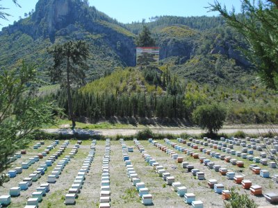 Eşek arısı ve arı kuşu, anaç arıları yiyor, balcılar dertli