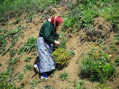 Ev hanımları doğada yetişen yenilebilir otların peşine düştü