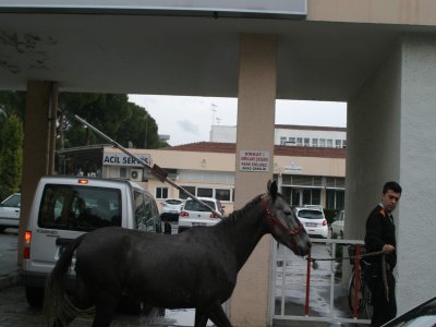 Hastane bahçesine giren atı güvenlikçiler çıkardı