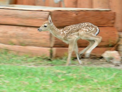 İzmir’deki ilk alageyik yavrusu Doğal Yaşam’ın Bambi'si