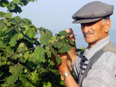 Karadeniz’i vuran don, fındığı pahalı yedirecek