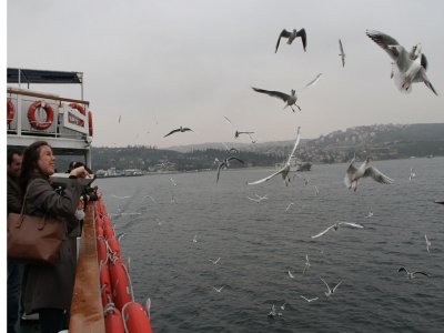Martılar eşliğinde İstanbul yolculuğu