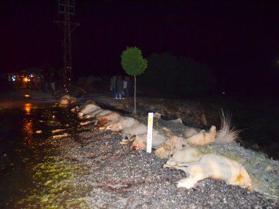 Minibüs koyun sürüsüne daldı: 34 koyun telef oldu
