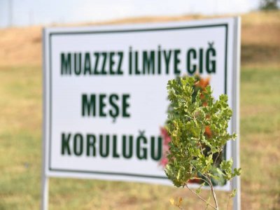 MUAZZEZ İLMİYE ÇIĞ İÇİN 105 MEŞE FİDANI DİKİLDİ