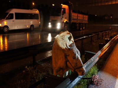 Otobanda orta refüjde sıkışan inek itfaiye tarafından kurtarıldı (Özel)