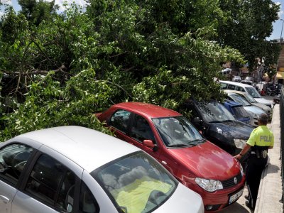 Park halindeki arabaların üzerine ağaç devrildi