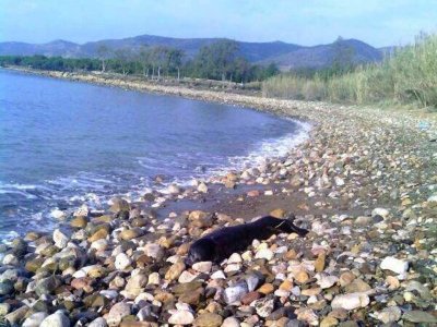 Silifke'de 3 aylık Akdeniz foku ölü bulundu