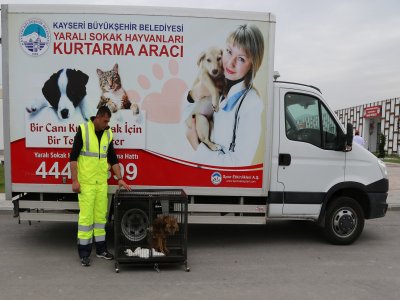 Tedavisi tamamlanan çakal doğaya bırakıldı