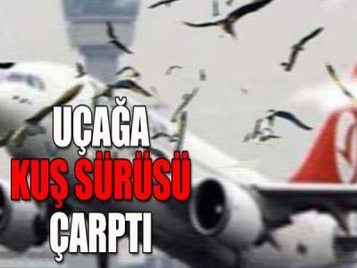 Thy Uçağına Kuş Çarptı!