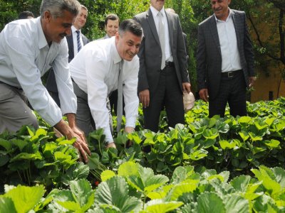 Tütünün alternatifi çilek her geçen yıl daha çok kazandırıyor