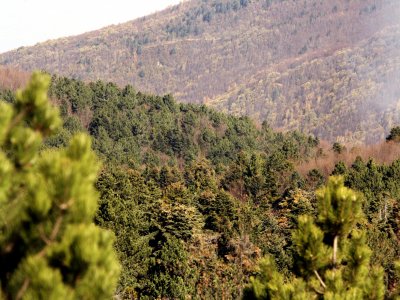Uludağ’ın endemik bitki türleri için Milli Park’ta ‘botanik bahçesi’ kurulacak